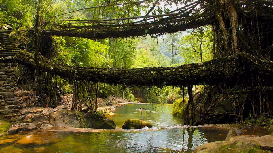 Meghalaya Living Roots Trek